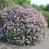 Dwarf Korean Lilac #2 - Image 2